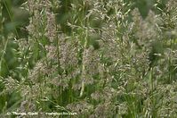 Flora-Gras-20130608-011.jpg