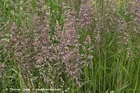 Flora-Gras-20130608-012.jpg