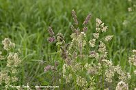 Flora-Gras-20130608-013.jpg