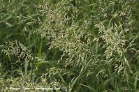 Flora-Gras-20130608-014.jpg