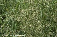 Flora-Gras-20130608-015.jpg