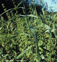 Flora-Gras-Schilf-199608-20.jpg
