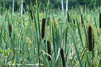 Dateiname=Flora-Gras-Schilf-199807-04.jpg
Dateigröße=232KB
Abmessungen: 720x481
hinzugefügt am: 02. April 2014 Flora-Gras-Schilf-199807-04.jpg