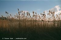 Flora-Gras-Schilf-199901-056.jpg