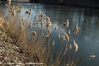 Flora-Gras-Schilf-20060227-28.jpg