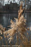 Flora-Gras-Schilf-20060227-29.jpg