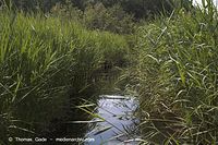 Flora-Gras-Schilf-20060624-30.jpg