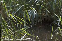 Flora-Gras-Schilf-20060624-31.jpg