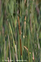 Flora-Gras-Schilf-20060624-32.jpg