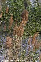 Flora-Gras-Schilf-20070422-81.jpg