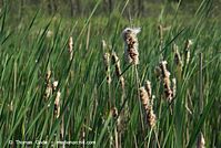 Flora-Gras-Schilf-20080602-03.jpg