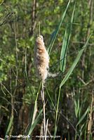 Flora-Gras-Schilf-20080602-05.jpg