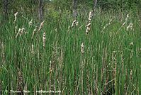 Flora-Gras-Schilf-20080603-56.jpg