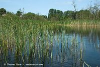 Flora-Gras-Schilf-20080603-57.jpg