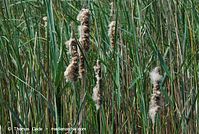 Flora-Gras-Schilf-20080603-60.jpg