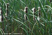 Flora-Gras-Schilf-20080603-62.jpg