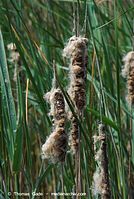 Flora-Gras-Schilf-20080603-63.jpg