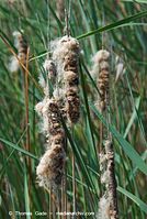 Flora-Gras-Schilf-20080603-64.jpg