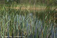 Flora-Gras-Schilf-20080603-65.jpg