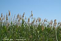 Flora-Gras-Schilf-20080608-130.jpg