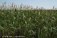 Dateiname=Flora-Gras-Schilf-20080608-133.jpg
Dateigröße=283KB
Abmessungen: 720x484
hinzugefügt am: 02. April 2014 Flora-Gras-Schilf-20080608-133.jpg