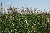 Flora-Gras-Schilf-20080608-134.jpg