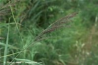 Flora-Gras-Schilf-20090719-30.jpg