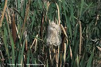 Flora-Gras-Schilf-20090920-44.jpg