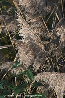 Dateiname=Flora-Gras-Schilf-20091031-064.jpg
Dateigröße=233KB
Abmessungen: 481x720
hinzugefügt am: 02. April 2014 Flora-Gras-Schilf-20091031-064.jpg