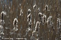 Flora-Gras-Schilf-20100418-075.jpg
