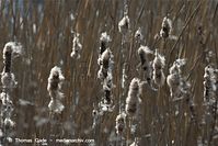 Flora-Gras-Schilf-20100418-075.jpg