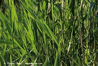 Dateiname=Flora-Gras-Schilf-20100629-39.jpg
Dateigröße=246KB
Abmessungen: 720x481
hinzugefügt am: 02. April 2014 Flora-Gras-Schilf-20100629-39.jpg