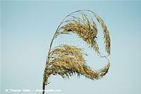 Dateiname=Flora-Gras-Schilf-20100704-25.jpg
Dateigröße=145KB
Abmessungen: 720x481
hinzugefügt am: 02. April 2014 Flora-Gras-Schilf-20100704-25.jpg