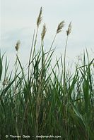 Flora-Gras-Schilf-20100704-27.jpg