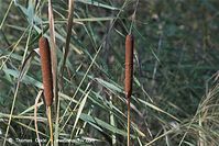 Flora-Gras-Schilf-20101023-78.jpg