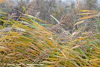 Flora-Gras-Schilf-20101101-12.jpg