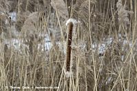 Flora-Gras-Schilf-20120214-163.jpg