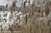 Flora-Gras-Schilf-20120214-165.jpg