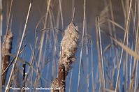 Flora-Gras-Schilf-20140111-098.jpg