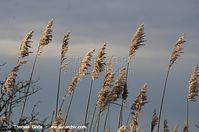 Flora-Gras-Schilf-20140111-100.jpg