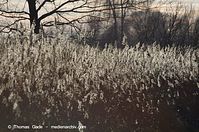 Flora-Gras-Schilf-20140111-101.jpg