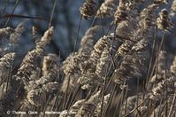 Flora-Gras-Schilf-20140111-102.jpg