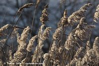 Dateiname=Flora-Gras-Schilf-20140111-103.jpg
Dateigröße=200KB
Abmessungen: 720x478
hinzugefügt am: 02. April 2014 Flora-Gras-Schilf-20140111-103.jpg