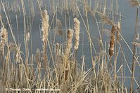 Dateiname=Flora-Gras-Schilf-20140208-048.jpg
Dateigröße=207KB
Abmessungen: 720x481
hinzugefügt am: 02. April 2014 Flora-Gras-Schilf-20140208-048.jpg
