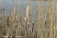 Flora-Gras-Schilf-20140208-049.jpg