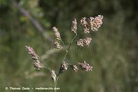 Dateiname=Flora-Gras-Wiesen-Lieschgras-20050620-43.jpg
Dateigröße=114KB
Abmessungen: 720x480
hinzugefügt am: 02. April 2014 Flora-Gras-Wiesen-Lieschgras-20050620-43.jpg
