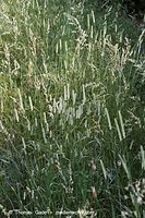 Flora-Gras-Wiesen-Lieschgras-20060615-16.jpg