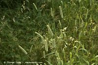 Dateiname=Flora-Gras-Wiesen-Lieschgras-20060615-19.jpg
Dateigröße=170KB
Abmessungen: 720x480
hinzugefügt am: 02. April 2014 Flora-Gras-Wiesen-Lieschgras-20060615-19.jpg
