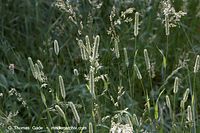 Flora-Gras-Wiesen-Lieschgras-20060615-21.jpg