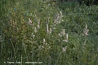 Dateiname=Flora-Gras-Wiesen-Lieschgras-20060615-24.jpg
Dateigröße=241KB
Abmessungen: 720x480
hinzugefügt am: 02. April 2014 Flora-Gras-Wiesen-Lieschgras-20060615-24.jpg